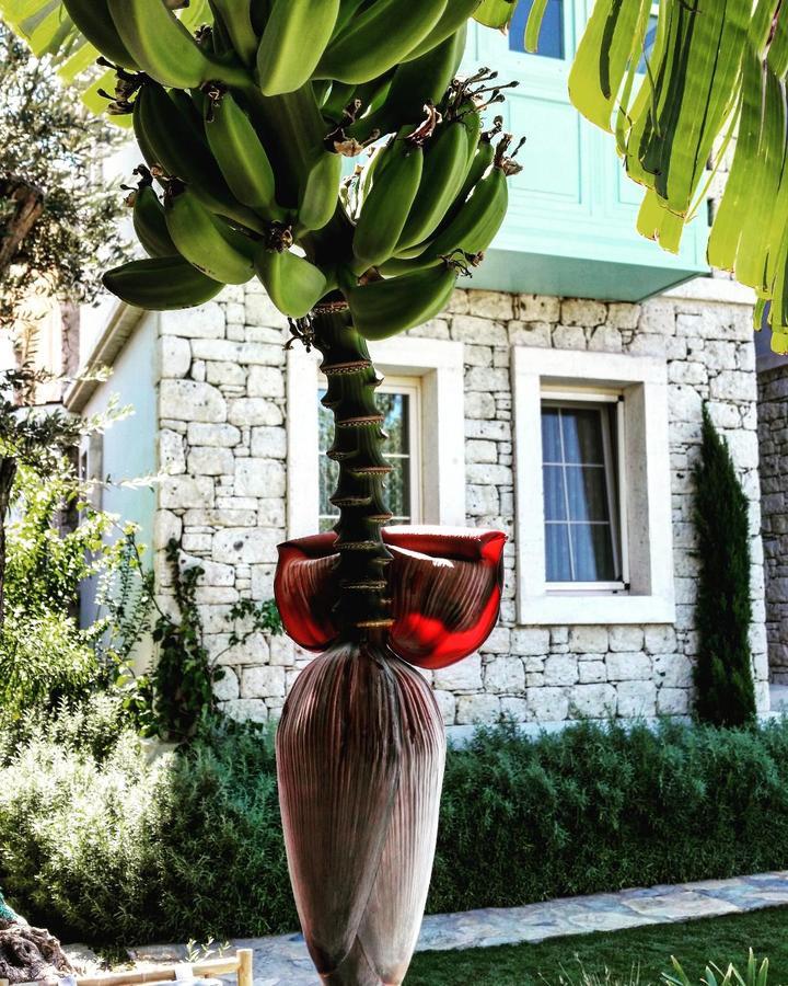 Cassiopeia Hotel Alaçatı Extérieur photo